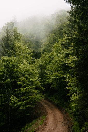 A vertical shot of a path surrounded by pine trees. Schwarzwald, Germany