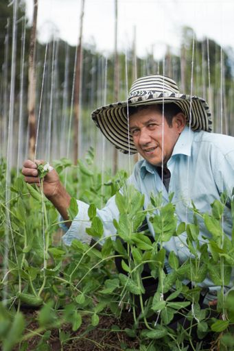 A vertical shot of a farmer working in the greenhouse at daytime