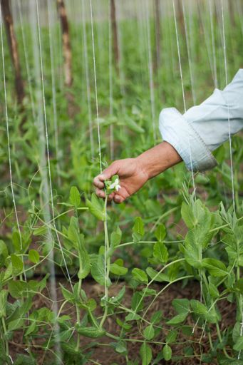 A vertical shot of a farmer working in the greenhouse at daytime