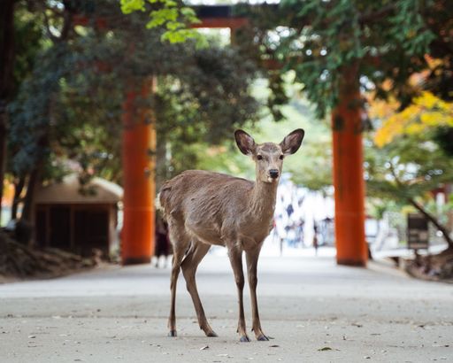 A closeup shot of beautiful deer in Nara Park, Japan