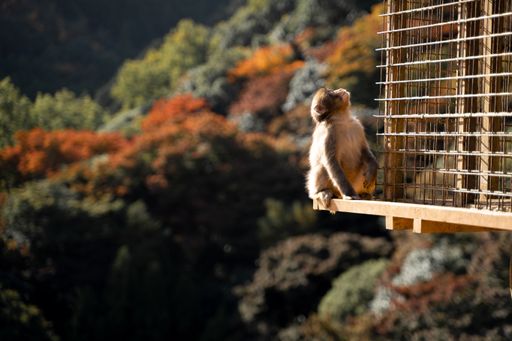 A closeup of a monkey near its cage in Kyoto, Japan