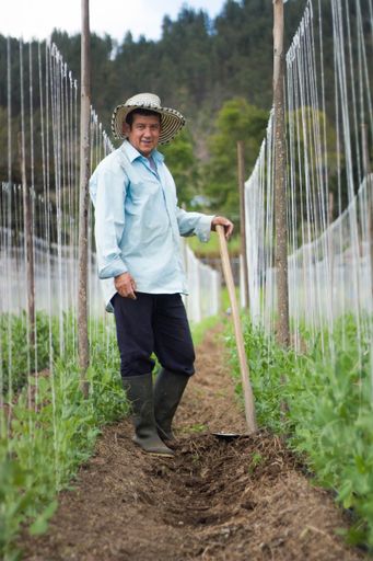 A vertical shot of a farmer working in the greenhouse at daytime