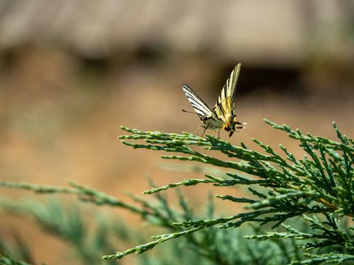 A closeup shot of a Papilio machaon on a pine tree