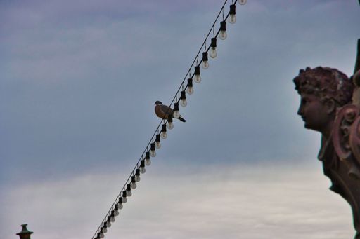 A low angle shot of a bird perched on an outdoor string light wire against a gloomy sky background