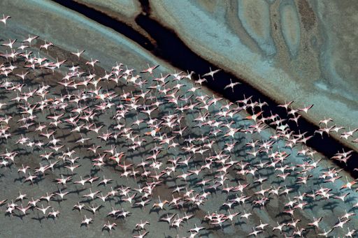 A group of Lesser flamingos flying over a soda lake in the Rift Valley, Kenya