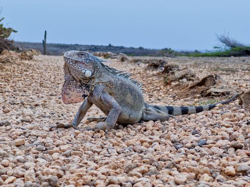 A closeup of an iguana on beach rocks