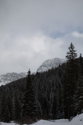 A vertical shot of snowy trees and the Dolomites under a cloudy sky