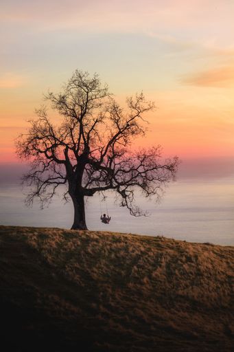 A person on a swing attached to a tree over a background of the sea during sunset