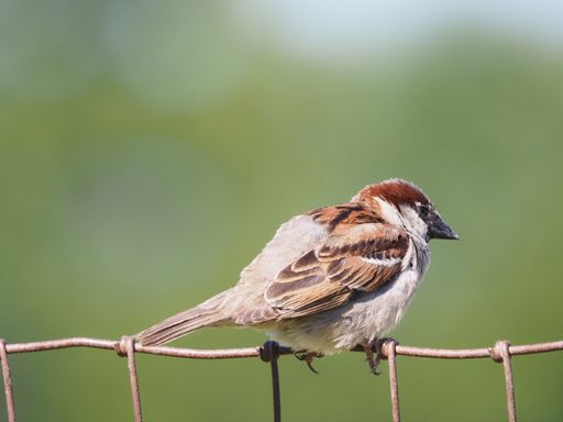 A house sparrow perched on a metal fence against a green background