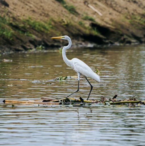 A closeup of the great egret (Ardea alba) stalking fish in pond on sunny summer day