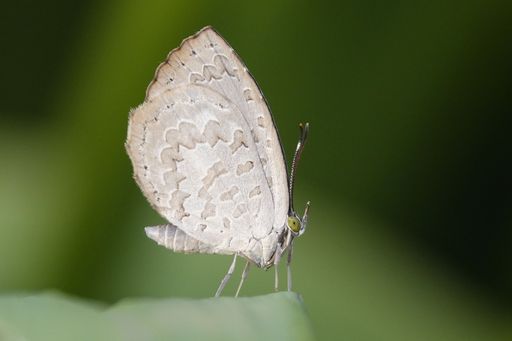 A closeup shot of a butterfly