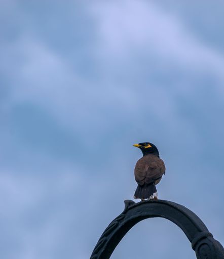 A vertical shot of a myna bird perching on a black circular metal fence under the blue sky