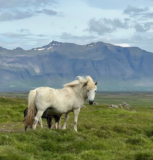 A closeup of a white Icelandic horse in the field in Iceland
