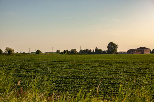 Soybean cultivation in Italy landscape at sunset
