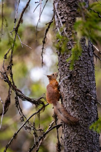 A vertical shot of a red squirrel (Sciurus vulgaris) holding a hazelnut while sitting on a tree branch in a forest in Finland