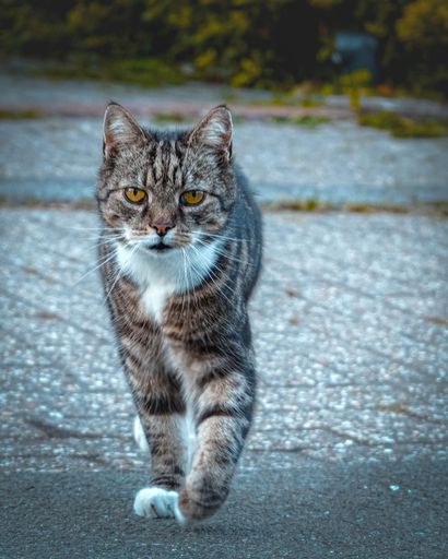 A vertical shot of a cat walking on the street