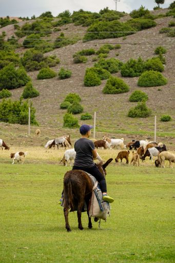 A vertical shot of a shepherd child herding the sheep on a green field