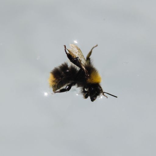 A close-up shot of a Broken-belted bumblebee against a white background