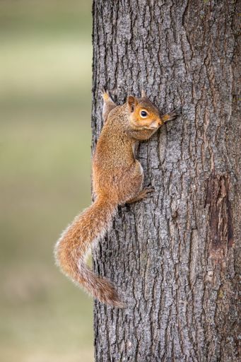 A vertical closeup of a squirrel climbing the tree trunk in Castleford
