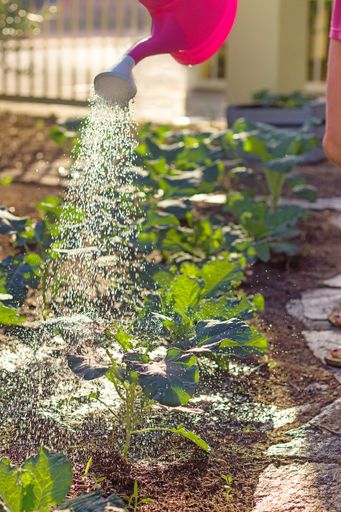 A vertical closeup shot of a person watering the plants with a watering can