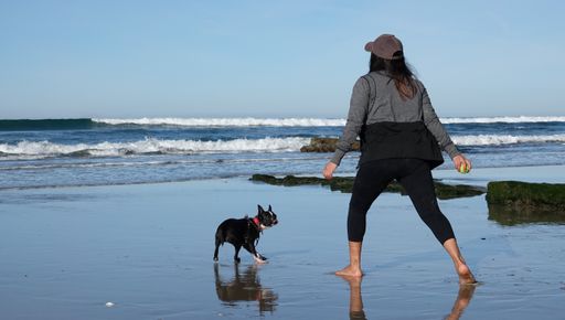A female playing with an adorable black Boston Terrier at Del Mar dog beach in California