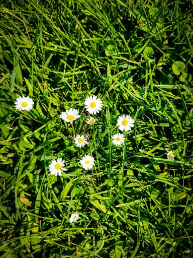 A vertical top view of common daisy flowers on a grass field