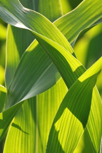 A vertical shot of corn plant green leaves in shiny sunny light