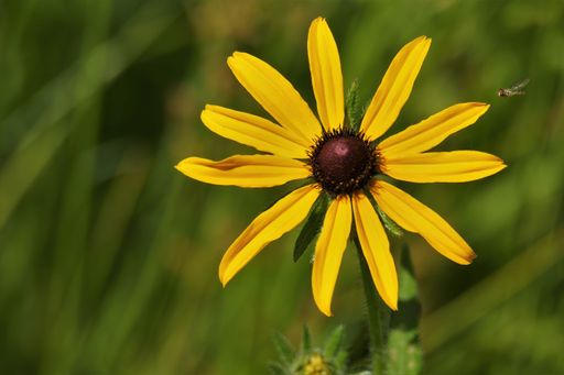 A yellow Black-eyed Susan flower with blur background, shallow shot