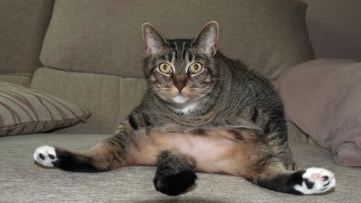 A funny cat sitting in a hilarious pose and looking to the camera with a surprise