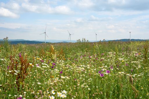 Modern wind turbines behind a beautiful flower meadow environment planted for insects, green energy