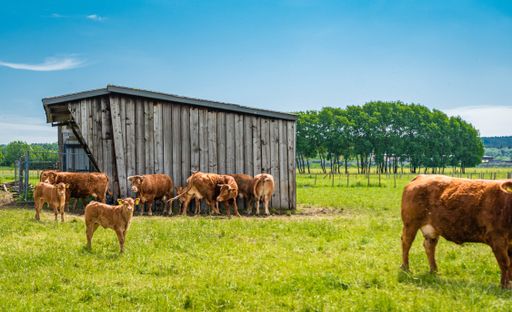A herd of cattles on a field near a barn under a sunny day