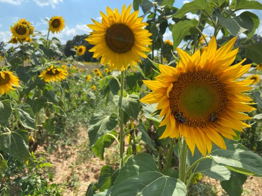 A selective focus of a sunflower with a field and a blue sky in the background