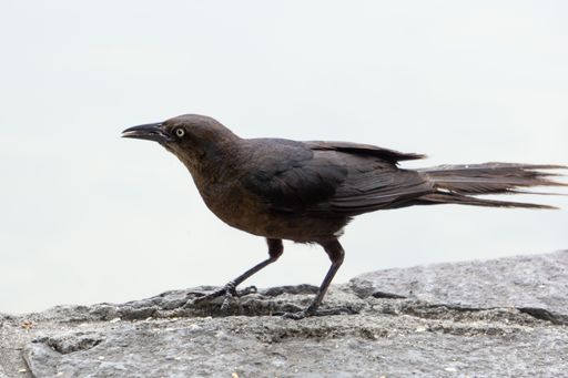 A selective focus shot of a brown crow with angry look on the rocky surface