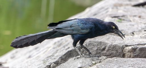 A selective focus shot of a black crow with angry look standing on a stone