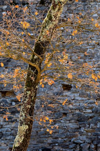 A vertical closeup shot of a tree captured on a sunny day