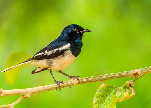 A selective focus shot of an Oriental Magpie resting on a tree