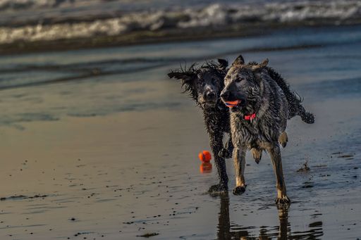 Two wet dogs chasing each other along a beach one dog with a ball in its mouth near San Diego, California