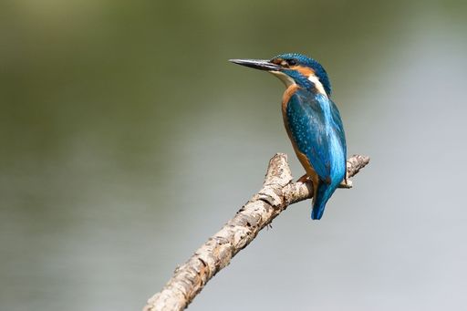 A selective focus shot of a Common kingfisher on a tree branch