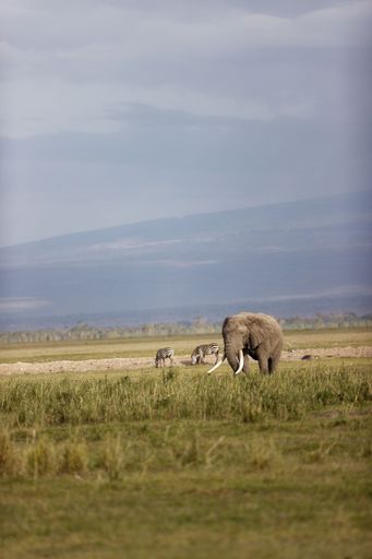 A vertical shot of an elephant with massive tusks eating grass in the Amboseli National Park in Kenya with zebras around