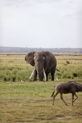 A vertical shot of a huge African bush elephant in the Amboseli National Park in Kenya with wildebeests around it