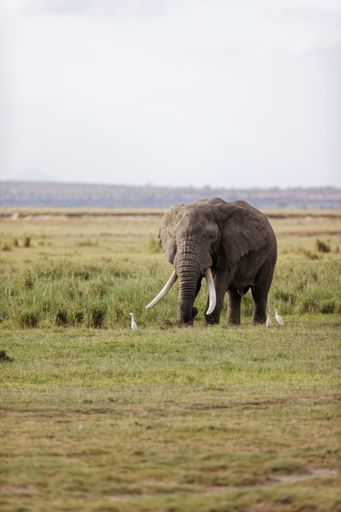 A vertical shot of an elephant with massive tusks eating grass in the Amboseli National Park in Kenya
