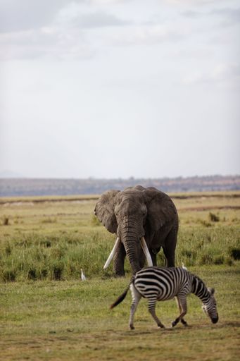 A vertical shot of an elephant with massive tusks eating grass in the Amboseli National Park in Kenya with zebras around