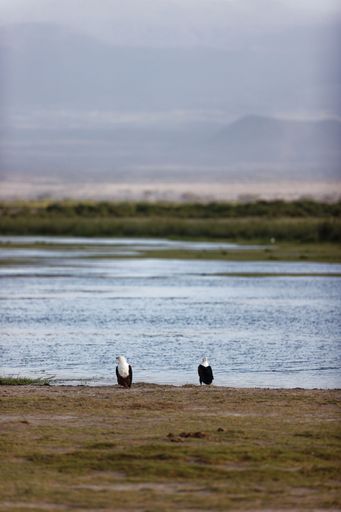 A vertical shot of a pair of African fish eagles sitting by a river in Amboseli National Park on a gloomy day in Kenya
