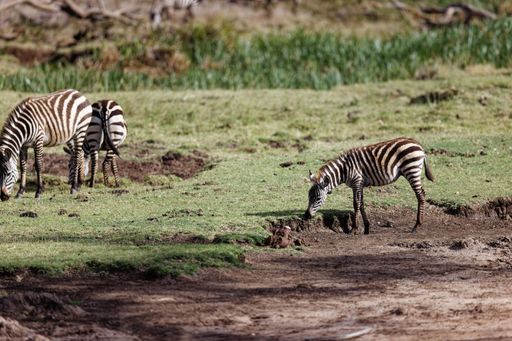 A group of cute zebras eating grass in the Lewa Conservancy in Kenya on a sunny day