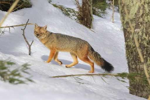 A selective focus of a South American gray fox walking in a forest covered in the snow in Patagonia, Argentina