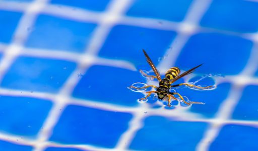 A closeup of European Paper Wasp, Polistes dominulus collecting drinking water from swimming pool.