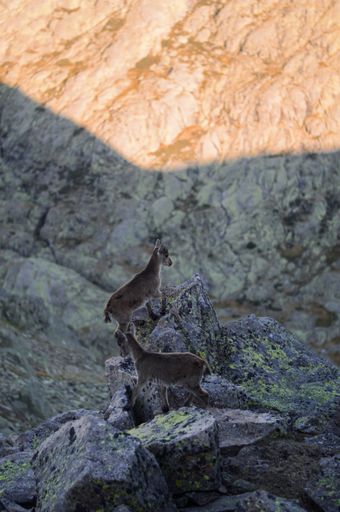 A vertical shot of some animals in the mountains on a sunny day