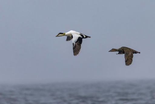 A selective focus shot of Common Eiders (Somateria mollissima) flying over lake on blurry background