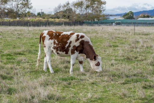 The brown cute cow grazing on the grass in the field