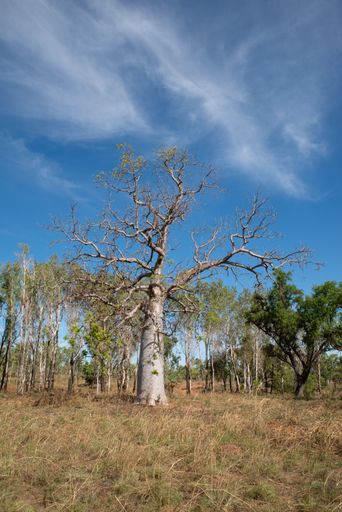 A vertical shot of a Boab tree stands tall on a clear blue sky background
